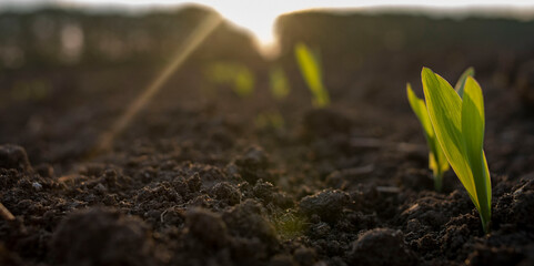 Wall Mural - Young corn plants in the field. Selective focus.