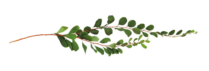 Wall Mural - twigs with green leaves isolated on white or transparent background