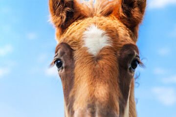 Portrait of a foal, close-up of the head of a young horse.