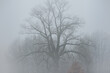 Zima. Duże, stare drzewo w szarej mgle.