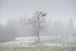 Zima. Drzewo we mgle na ośnieżonej trawie.