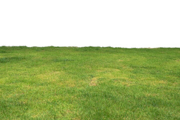 green grass on white background