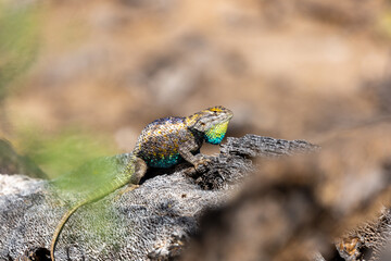 Wall Mural - An adult male desert spiny lizard, Sceloporus magister, displaying breeding colors. A brightly colored lizard with brown, blue and yellow markings posing on a prickly pear cacti. Sonoran Desert, USA.