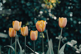Fototapeta Tulipany - tulipany w ogrodzie