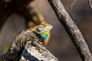 Wall Mural - An adult male desert spiny lizard, Sceloporus magister, displaying breeding colors. A brightly colored lizard with brown, blue and yellow markings posing on a prickly pear cacti. Sonoran Desert, USA.