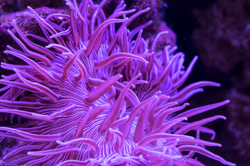 Striped Long Tentacle Anemone - Macrodactyla doreensis in underwater