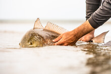 Redfish Caught Fishing In The River Delta In Louisiana 