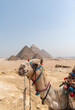 Colorfully saddled camel standing in front of the Pyramids of Giza