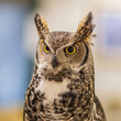 © Dee Carpenter - Adult Great Horned Owl in Sitka, Alaska