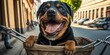 Rottweiler dog have fun bicycle ride on sunshine day morning in summer on town street Generative AI