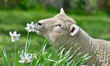 Portrait Of A Cute Lamb Eating  A Flower In A Meadow - Springtime Scene