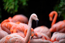 Flamingo Bird Roams In A Large Group Of Others Looking For Roams In A Large Group Of Others Looking For Food.