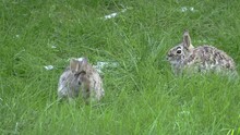 Cottontail Rabbit Pair Rabbits Eating Green Grass In Spring 