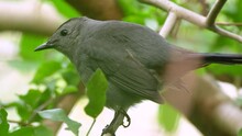 A Gray Catbird Bird Perched On A Tree Branch In Summer Florida Shrubs