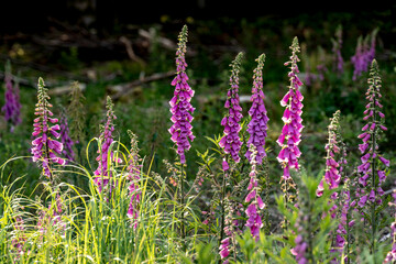 Group of purple flowering common foxglove plants (Digitalis purpurea) in a forest