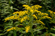 Canada goldenrod or Canadian goldenrod (Solidago canadensis) with bright yellow flowers in a forest, Germany