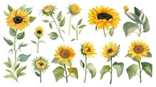 Set Of Watercolor Sunflower Plants, Generative Ai