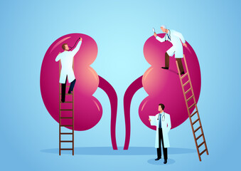 Wall Mural - Vector graphic illustration of team of doctors diagnose human kidney.