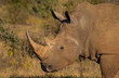 White rhinoceros head in profile 