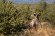 Male kudu hiding behind bushes
