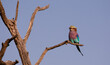 Lilac-breasted roller perched on a dead branch facing left