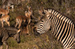 Zebra head in profile facing left with zebra and impala in the background