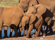 Baby elephant with family at a water hole