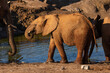 Young elephant drinking from a dam seen from the side