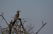 grey hornbill perched on a dead branch on left of image