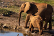 elephant calf nursing 