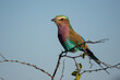 Lilac breasted roller perched on a thorny branch on right facing left