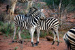 two zebra grooming each other