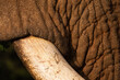 Close up of elephant tusk where it enters the face
