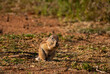 Ground squirrel sitting and eating