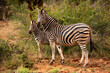 Zebra mother and foal standing together with foal behind