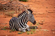 Young zebra lying in the red dirt