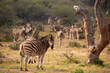 zebra herd in the bush with dead tree