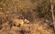 white rhino calf in the bush