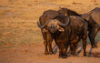 cape buffalo at water hole with one facing viewer