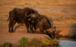 two cape buffalo drinking at water hole 