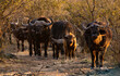 Cape buffalo herd with calf facing viewer