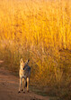 Black backed jackal standing on the edge of dirt road with tall golden grass in the background in Pilanesberg