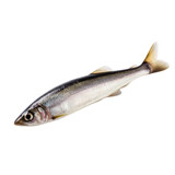 side view of Herring fish isolated on a transparent background, Generative ai