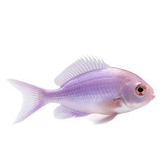 Wall Mural - side view of Lavender fish isolated on a transparent background, Generative ai