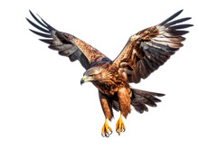 Beautiful Golden Eagle. Generated With AI