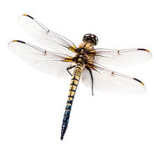 Dragonfly Insect Isolated On Transparent Background, Generative Ai  