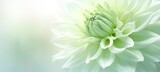 Light green dahlia, close-up of dahlia bloom, blurred focus. Luxury background. Generative AI.