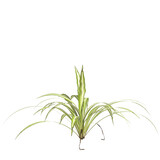 Fototapeta Sypialnia - 3d illustration of variegated flax lily plant isolated on transparent background