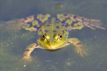 Portrait Of An Edible Frog At The Botanical Garden In Kassel