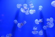 © MITSUHIRO - A view of a beautiful aquarium